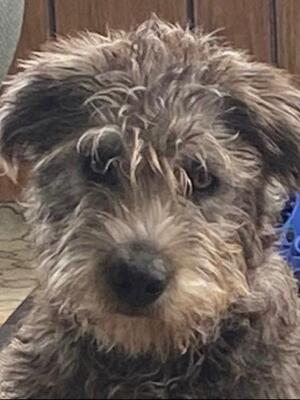Pepper