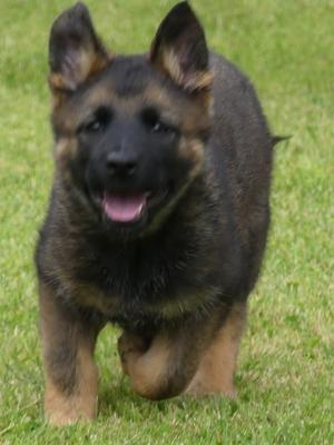 Puppy