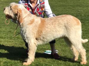 Gunner 10 months old
