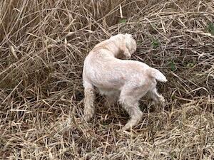 Purdey Working day