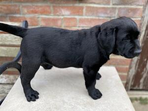 Puppy