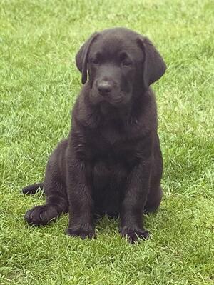 Male Pup