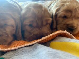 No restriction on breeding rights