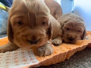 Only one boy left available- pure pedigrees