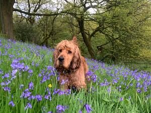 Amongst the Bluebells, May, 2023