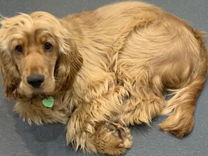 Curled up in a ball tired after a busy day!