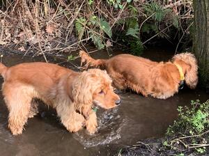 Cooling down in water with his mum in April, 2023
