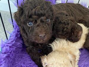 Current Litter Brown Dog