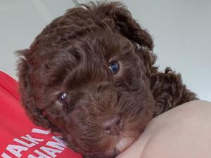 Beautiful Brown Girl