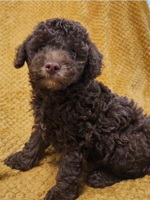 Brown Dog Toy Poodle