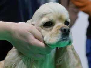 Multi SH Ch Chicomy's Rumour Has It at Crufts