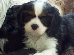 pup at 7 weeks old