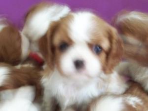 pups at 3 weeks old