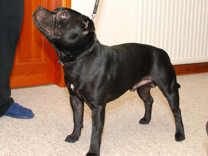 Merlin 12 months