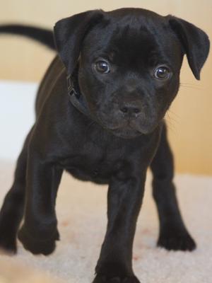 Black Boy 8 Weeks Old