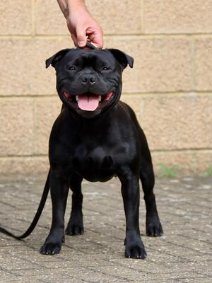 Dad, Reggie - Zakdan Devious Devil JW