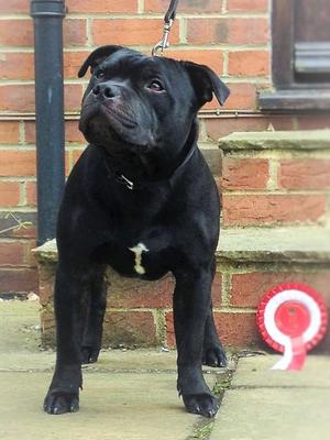 Alport Hallo Man aka Merlin 9 mths