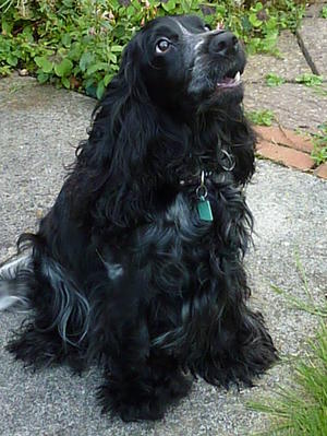 Starglight Surrender