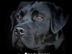 Ernie at 1 year 10 months