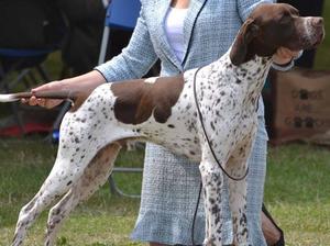 sharnphilly pointers