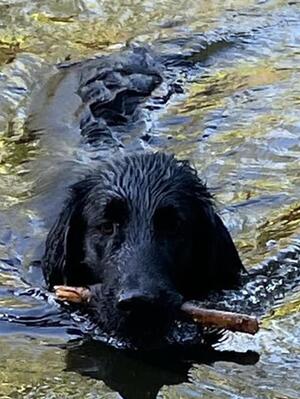 Mum Bella (Corriegowrie Maree)