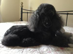 Black Jack (Sire)