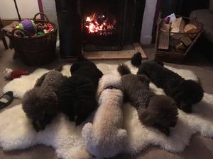 Indiarose Miniature Poodles