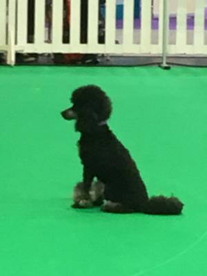 YKC GCDS finals Crufts 2018