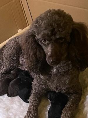 Nova's Puppies 2024