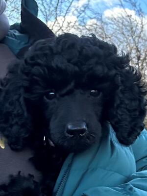 Wispa (available puppy)