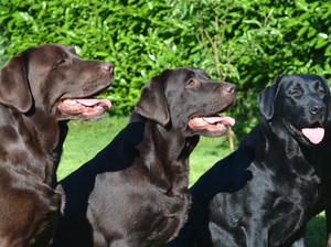Hurstmeon Labradors