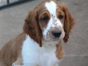 Freddy at 11 weeks old
