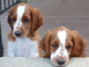 Puppies at 11 weeks old