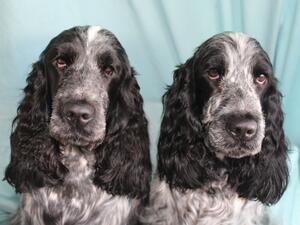 Lexi and Tilly