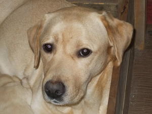 Champles Yum Yum (Oona)