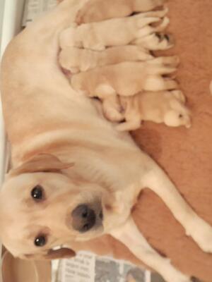 Prudence & puppies