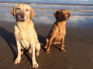 Sire on left, Dam on right