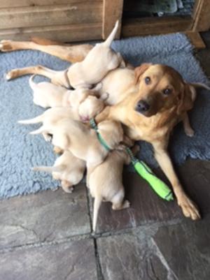 Mum and pups at 3.5weeks old