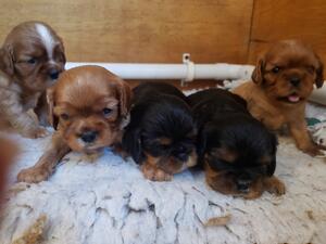 Puppies at 4 weeks old
