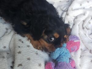 PLAY TIME