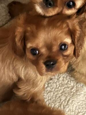 LITTLE TOMMY