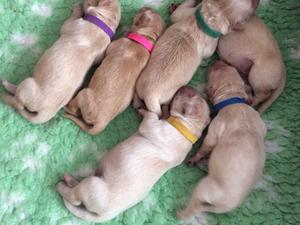 Puppies 2 days old