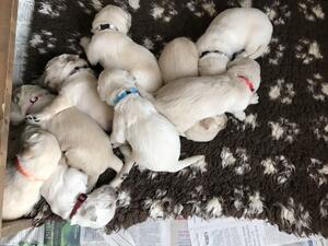 Litter born 27th September 2021