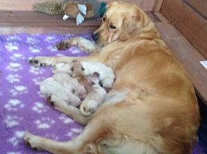 Maggie and Puppies 2 days old