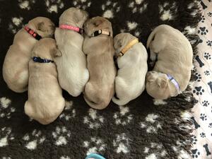 Litter born 30th September 2021