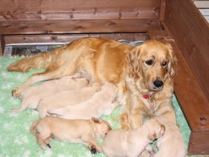 Puppies feeding