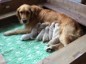 Poppy with her litter