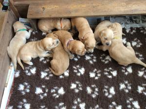 Puppies at 3 weeks