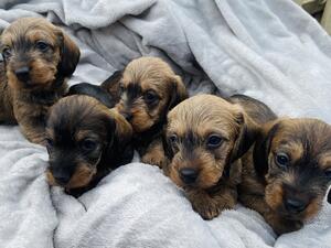 Pups