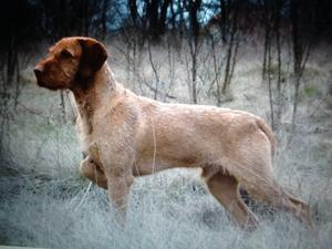 Sire of litter Zoldmali Iram int Euro Champion